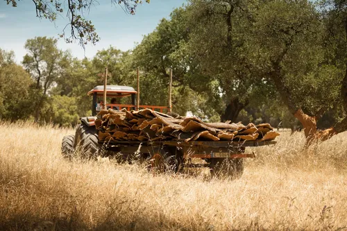 Tractor carrying harvested cork bark through a Portuguese cork oak forest