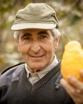 Sicilian farmer holding a lemon in a citrus grove