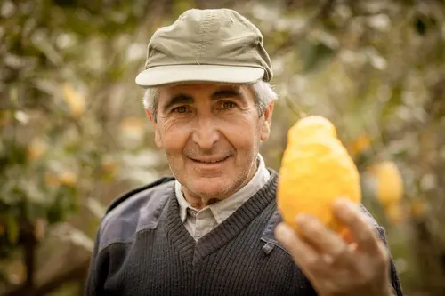 Sicilian farmer holding a lemon in a citrus grove