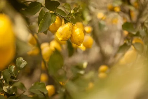Lemons hanging on a tree in Sicily