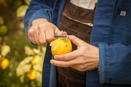 Peeling a lemon in the orchard