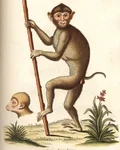 Vintage illustration of a macaque holding a stick