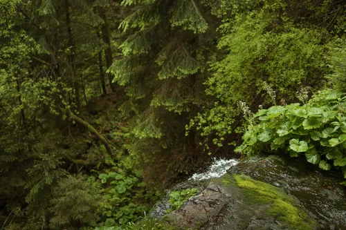 Stream flowing through a mossy Black Forest ravine