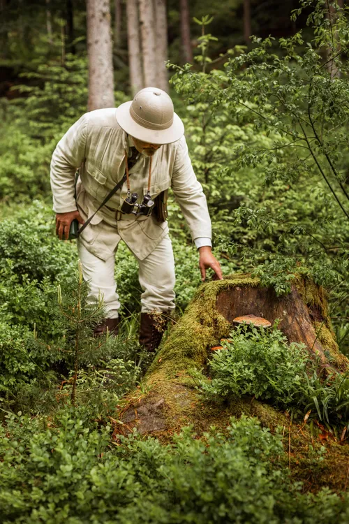 Forager in a pith helmet picking spruce shoots