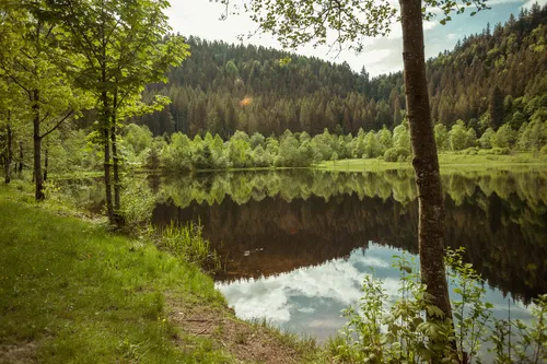 Lake surrounded by forest in the Black Forest