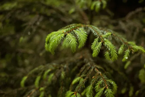 Close-up of fresh spruce shoots