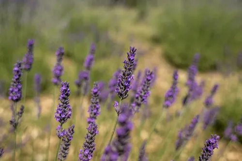 Close-up of lavender blossoms