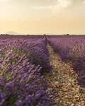 Rows of blooming lavender in Provence at sunset