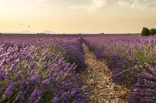 Rows of blooming lavender in Provence at sunset