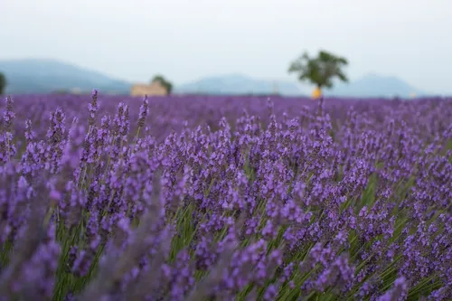Lavender field in bloom in Provence