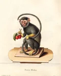Historical illustration of the Simia Midas monkey holding berries