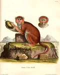 Historical illustration of the Simia Patas Buff monkey sitting on a rock