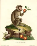 Historical illustration of the Simia Sylvanus Linn monkey holding a fruit branch