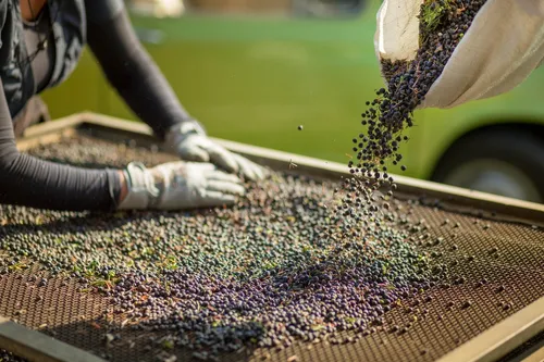 Juniper berries being poured onto a drying rack