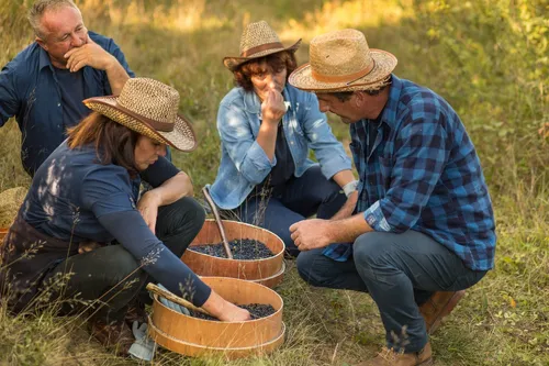 Pickers crouching around wooden sieves with harvested juniper in Croatia