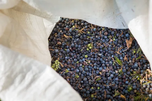 Sack full of freshly harvested juniper berries