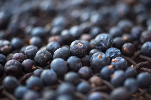 Close-up of a pile of blue juniper berries