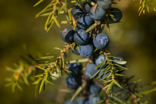 Close-up of ripe blue juniper berries on the branch