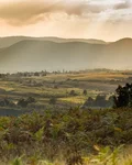 Hilly Croatian landscape with juniper shrubs at dusk