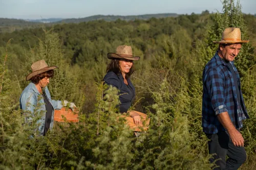 Monkey 47 team and local pickers in hats among juniper bushes in Croatia