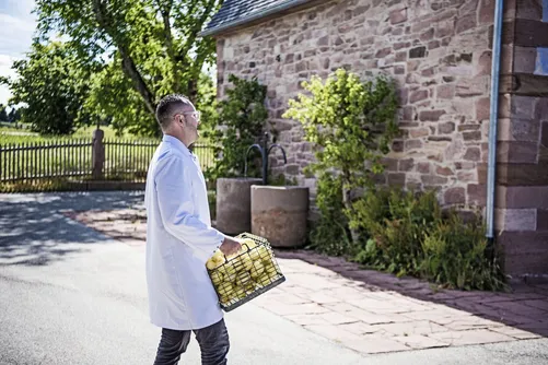 Man in lab coat carrying a crate of onions outside