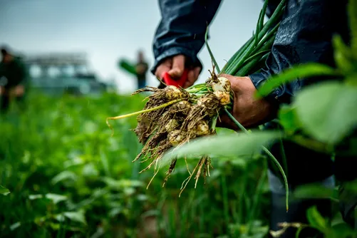 Harvesting pearl onions by hand