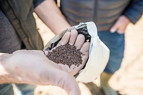Hand holding onion seeds from a sack