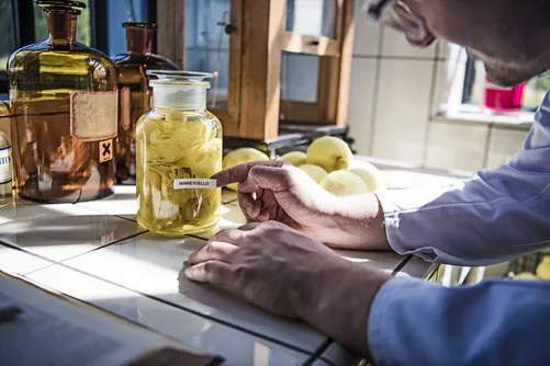 Jars of pickled pearl onions on the lab bench