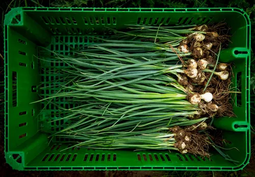 Crate of freshly harvested pearl onions