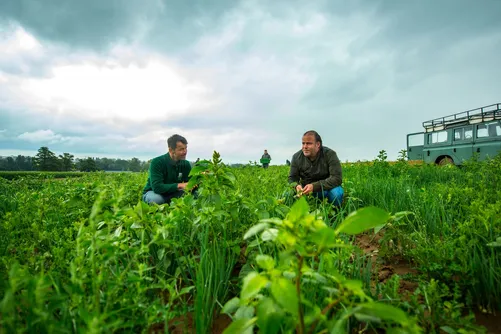 Two men harvesting onions in a field