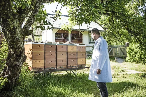 Man in lab coat next to beehives in a garden