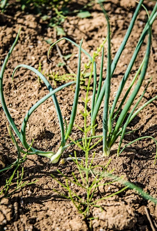 Young onion shoots growing in a field