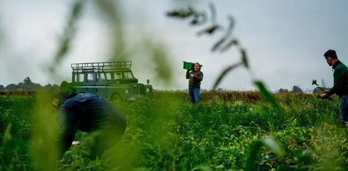 People harvesting onions in a green field