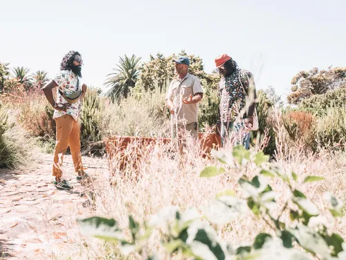 Foragers gathering fynbos in dry South African scrubland