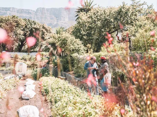 People harvesting plants in a lush garden below Table Mountain