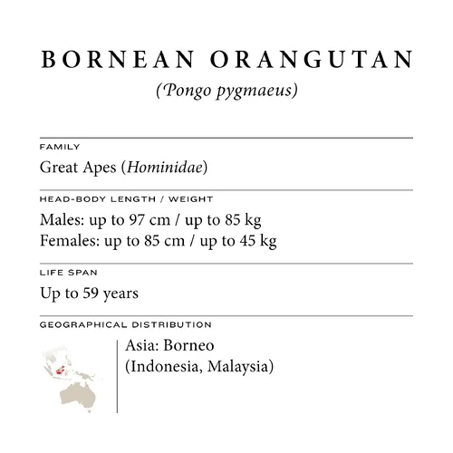 Bornean orangutan fact sheet: family, size, lifespan and range