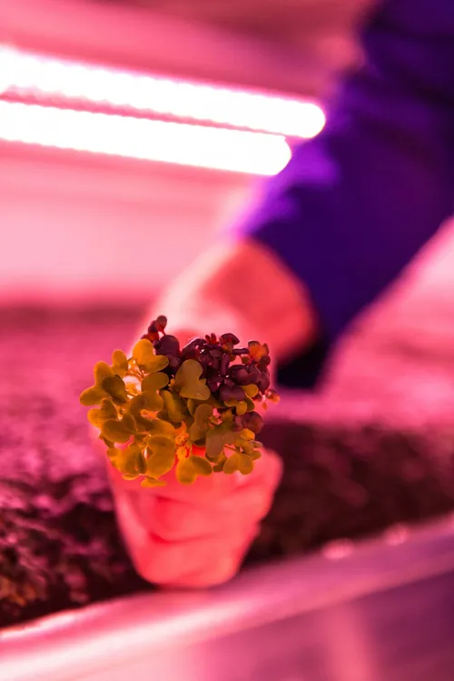 Hand holding a small potted herb under pink light