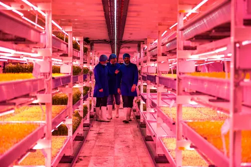 Indoor vertical farm with rows of microgreens under pink light