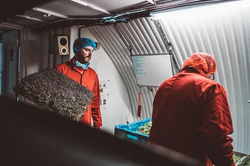 Workers in red overalls processing harvested herbs