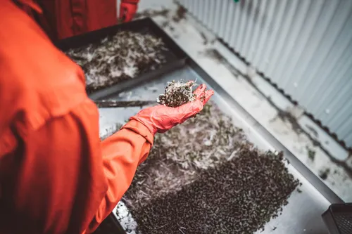 Hand scattering herbs onto a processing tray