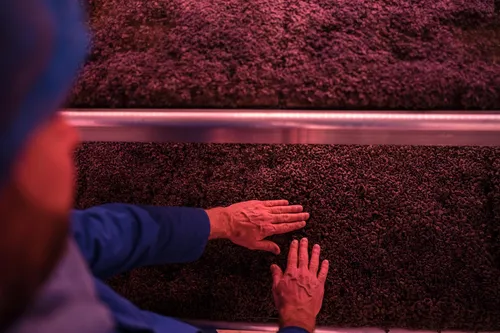 Hand touching trays of red microgreens