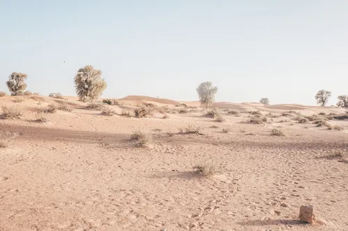 Desert landscape with sparse trees