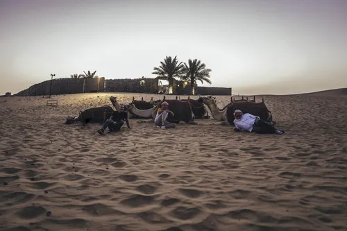 Camels resting in the desert at dusk