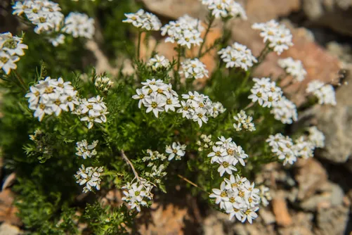 White alpine yarrow flowers