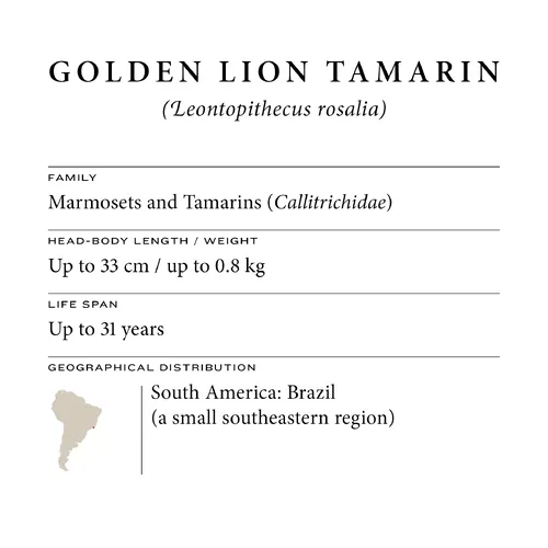 Golden lion tamarin fact sheet: family, size, lifespan and range