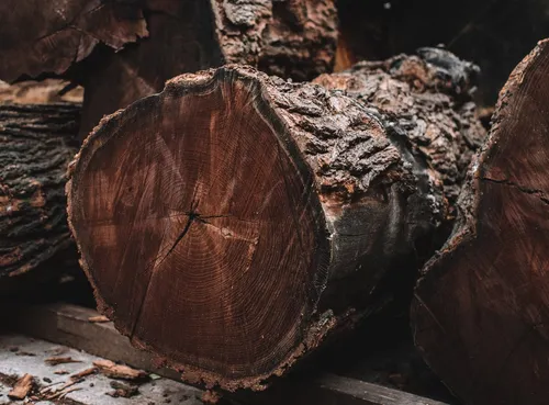 Cross-section of an oak log