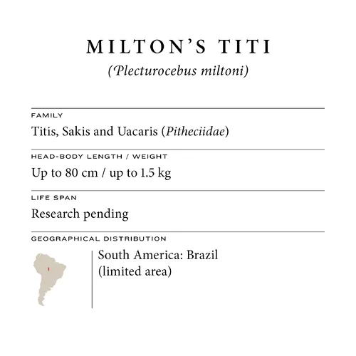 Milton's titi fact sheet: family, size, lifespan and range