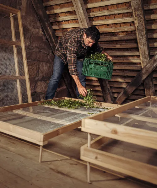 Forager laying woodruff on drying racks in the attic