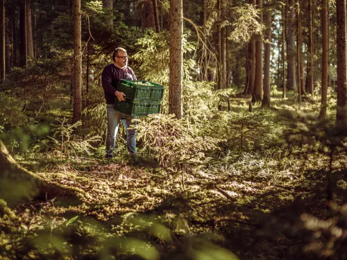 Forager carrying a crate of woodruff through the forest
