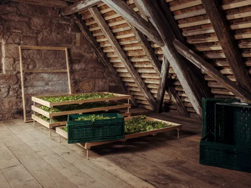 Woodruff drying on racks in a wooden attic
